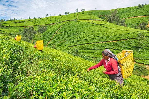 Rent a car in Nuwara Eliya