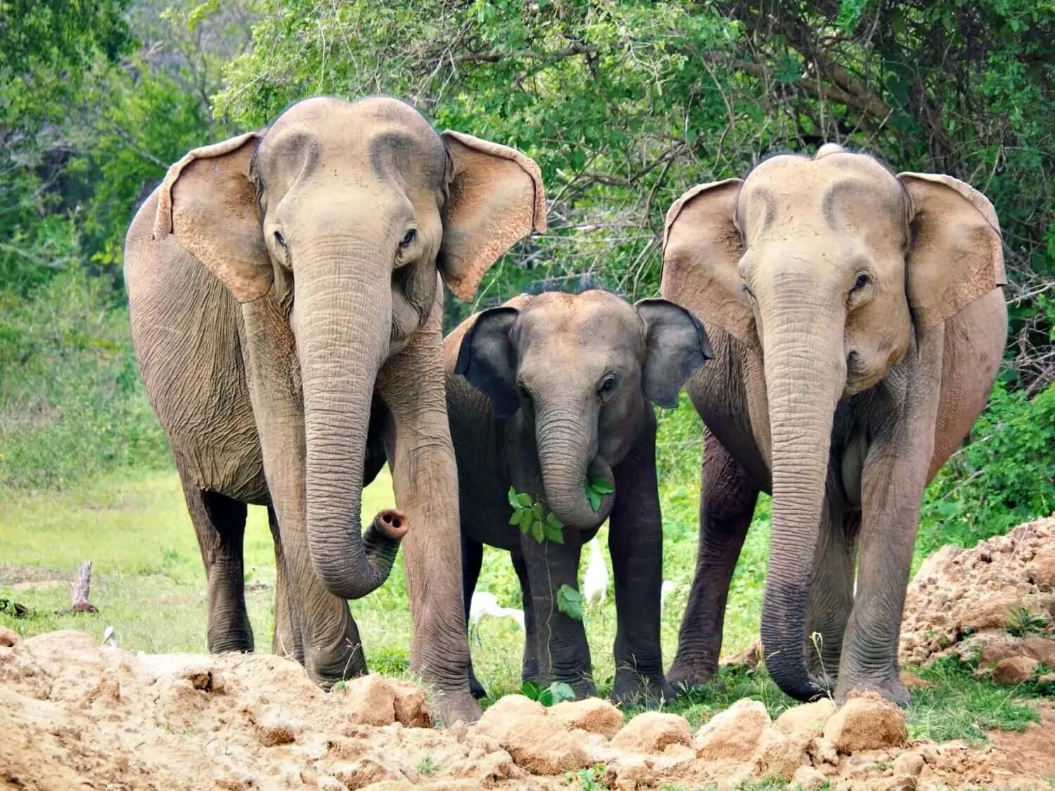 Yala, Sri Lanka