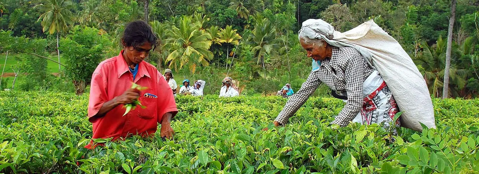 Bandarawela Hill Station